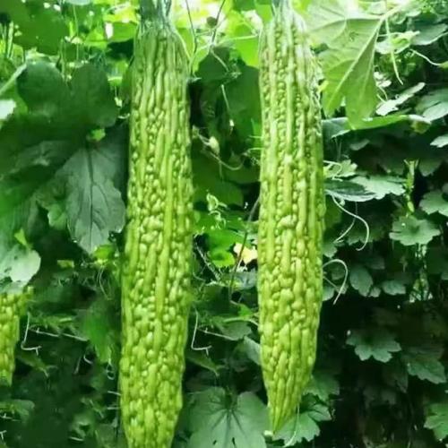 新鲜青苦瓜农家自种凉瓜青瓜脆嫩助农时令蔬果榨汁肉厚饱满现摘